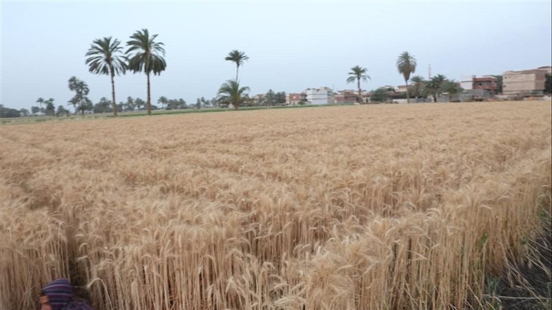 ارشيفية
