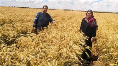 القمح يزدهر في الأرض المستحيلة.. اكتشاف يغير مستقبل الزراعة بالمغرة