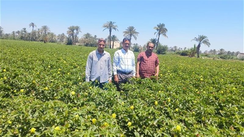 وزارة 