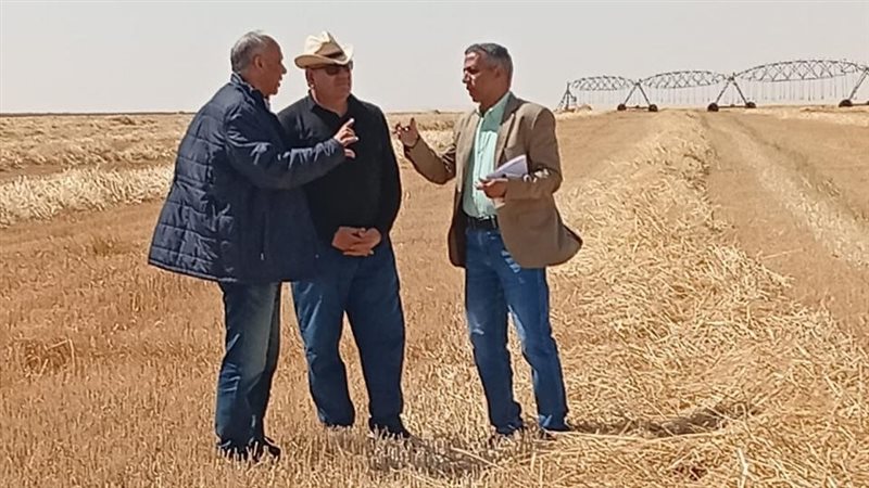 القمح