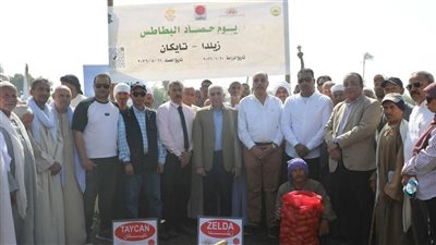 موسم حصاد البطاطس: إنتاج 44 ألف فدان.. والمنيا تصدر لأكثر من 90 دولة