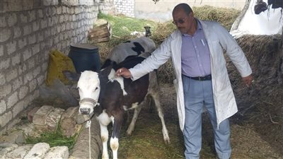 تحصين 111 ألف رأس ماشية ضد الحمى القلاعية وحمى الوادي المتصدع بالدقهلية