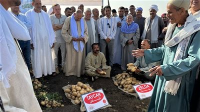 بتكليفات وزير الزراعة.. يوم حصاد بالمنيا لمتابعة نتائج أصناف البطاطس الجديدة