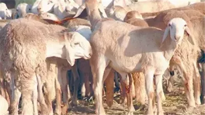 ما هي أنواع الأضاحي الشرعية؟.. أمين الفتوى يوضح        