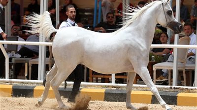 مصر تستضيف اجتماع الجمعية العمومية للمنظمة الأوروبية لمسابقات الخيل العربية الأصيلة
