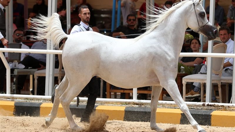 خيل 