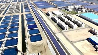  بركة غليون.. مدينة سمكية عملاقة تدعم الأمن الغذائي والتصدير