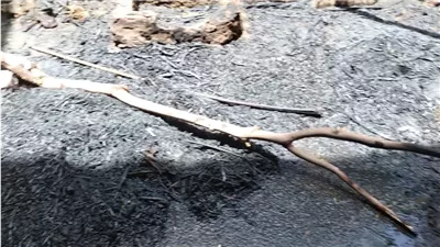  حريق يلتهم منزلًا وحوشين وينهي حياة 4 رؤوس ماشية في قنا