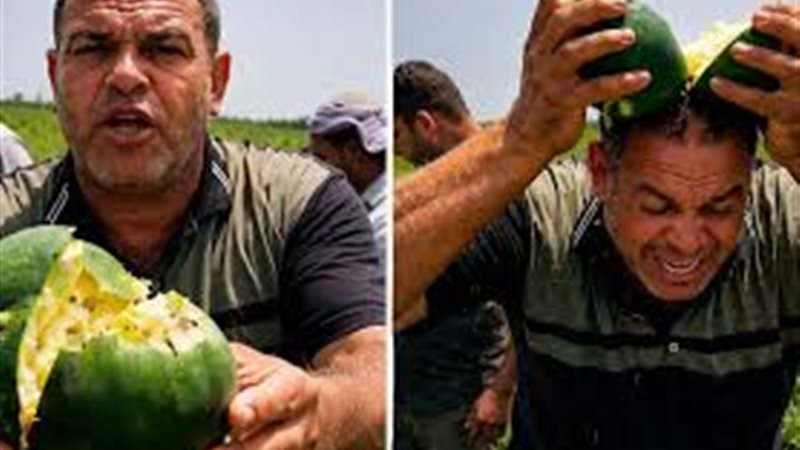 البطيخ