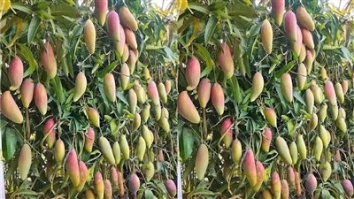 من الحقل إلى الأسواق العالمية.. رحلة خفية تتحكم في مصير المانجو المصرية
