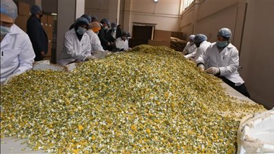  من قلب الفيوم إلى عواصم العالم.. مشروع مصري يقتحم الأسواق الأوروبية