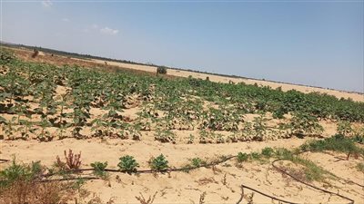 من الرمال إلى الذهب الأصفر.. حكاية مشروع يغير مستقبل الحقول بمصر