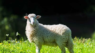 أهمية اختيار المكان الصحيح قبل ذبح الأضاحي.. الصحة توضح 