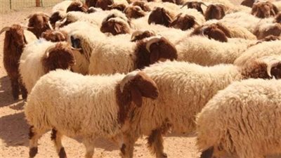 ما حكم التضحية بالحيوان صغير السن وافر اللحم؟ الإفتاء تجيب 