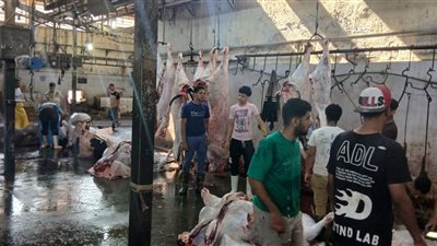 محافظ الجيزة: نحر 4300 أضحية داخل المجازر الحكومية خلال أيام العيد