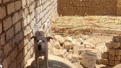 محافظ سوهاج يوجه بحملات بيطرية وندوات إرشادية لمواجهة الكلاب الضالة