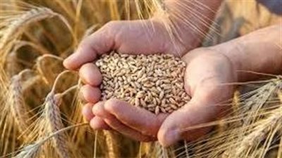 من الشرقية لتوشكى.. 4.3 مليون طن قمح مصري وحلم الاكتفاء الذاتي؟