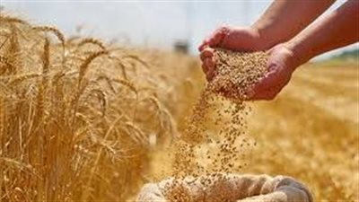 متحدث الزراعة: توريد 4.3 مليون طن قمح لأول مرة في تاريخ المنظومة