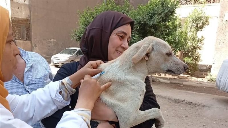 تطعيم الكلاب 
