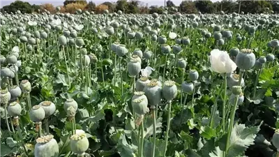 الخشخاش يغزو المزارع الإيرانية.. تحذيرات من تحول خطير يهدد الشباب