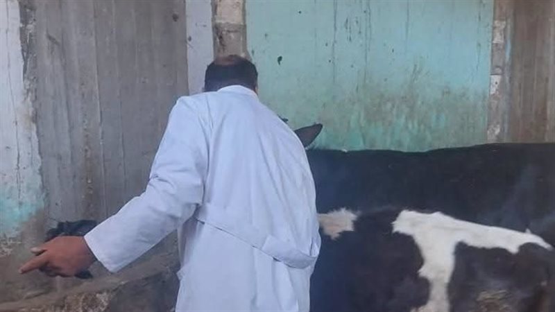 محافظ المنيا