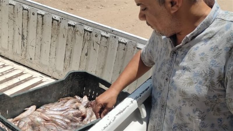 أسماك فاسدة 