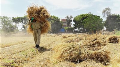 حصاد الذهب الأصفر.. انطلاق موسم جني القمح وسط فرحة المزارعين
