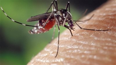 دراسة دولية تفجر مفاجأة حول وسيلة مكافحة البعوض الأكثر فاعلية في العالم