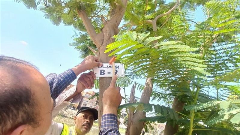 حصر وتكويد الأشجار 