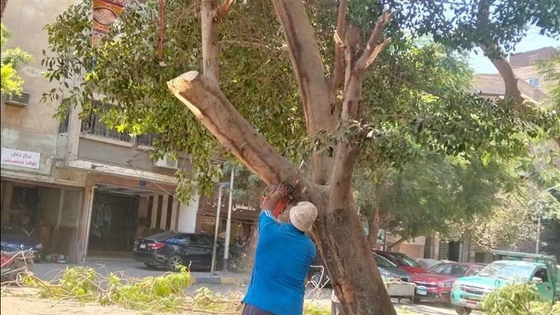 إزالة شجرة بالعجوزة 