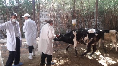 «الجيزة» تطلق حملة قومية لتحصين الماشية ضد الحمى القلاعية