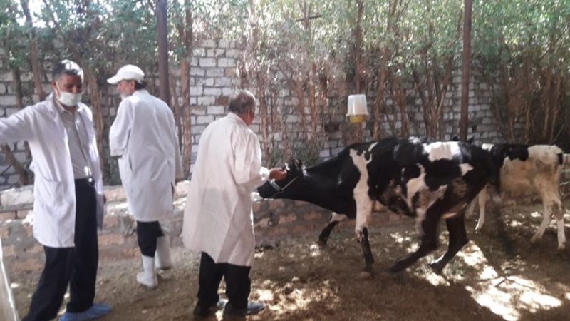 الحملة القومية لتحصين الماشية .ارشيفية