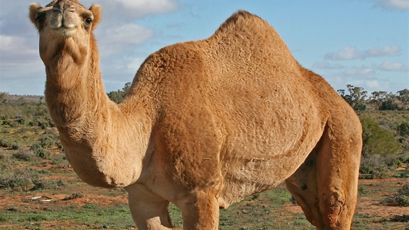 رؤية الجمل في المنام