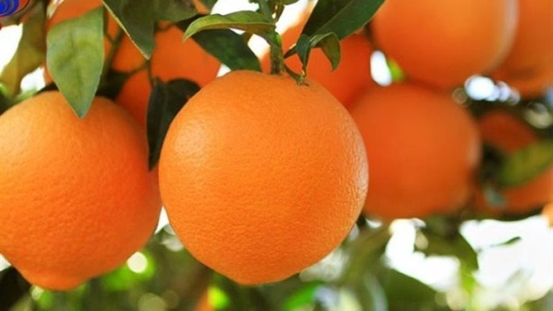 اسعار البرتقال اليوم