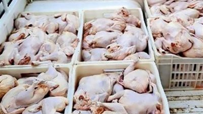 ضبط ألف طن دواجن فاسدة في دمياط قبل طرحها بالأسواق