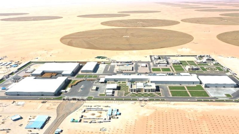 البطاطس