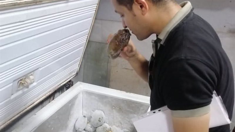 المنيا 
