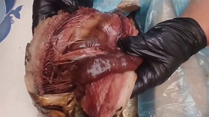 صورة أثناء الحملات 