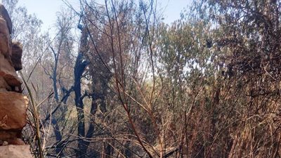  محافظ أسوان: تدخل سريع للسيطرة على حريق مستعمرة الخزان وحصر الخسائر