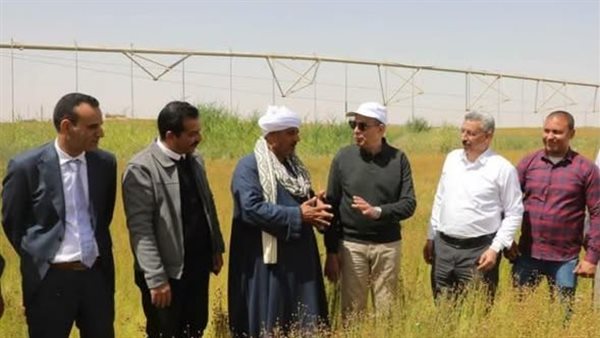 زراعة الكتان بالمنيا 