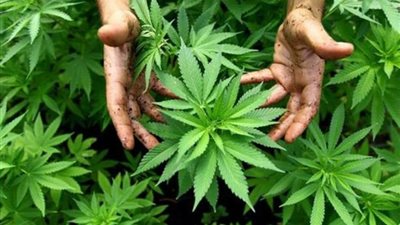 سقوط مسجل خطر بحوزته 9 كيلو حشيش وأستروكس بالجمالية