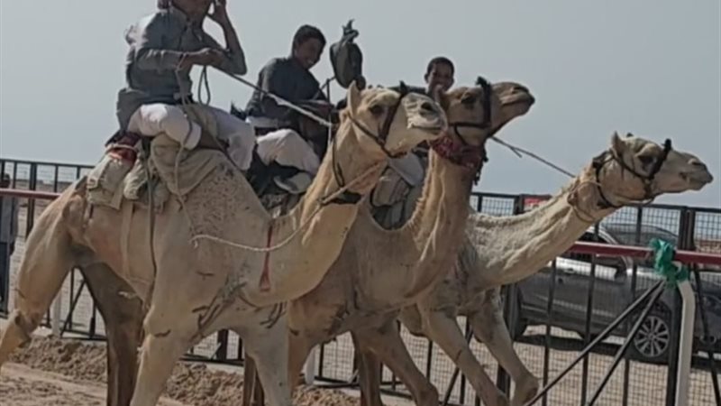 افتتاح مهرجان الهجن بالعريش