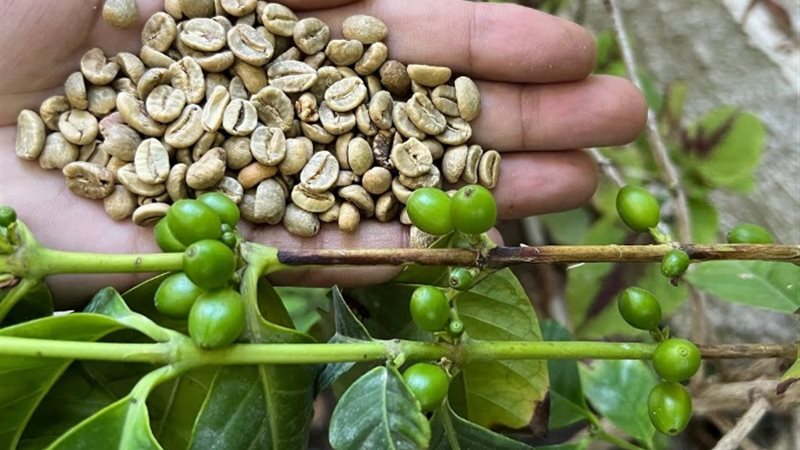أرشيفية - البن