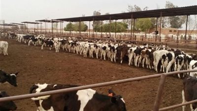الزراعة: صرف 139 مليون جنيه لتمويل المشروع القومي للبتلو