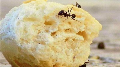 منها الشكولاتة والسكر والخل، حيل غريبة للتخلص من نمل الصيف