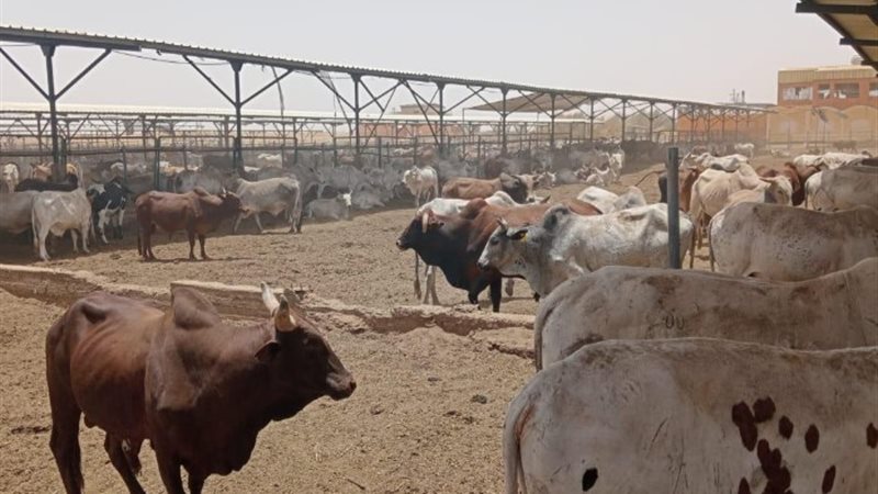 عجول- أرشيفية