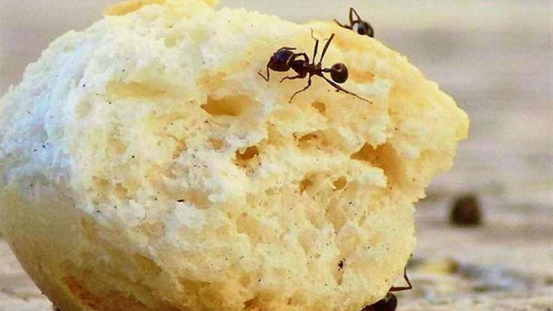 حيل غريبة للتخلص من نمل الصيف
