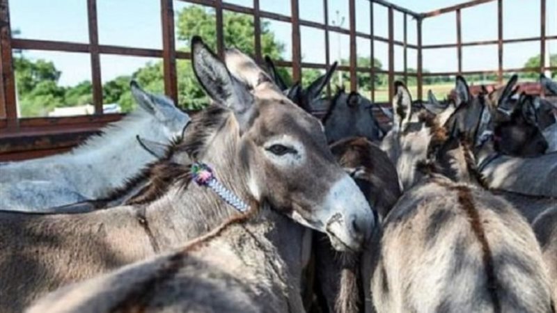 مقبرة جماعية لـ هياكل عظمية لحمير