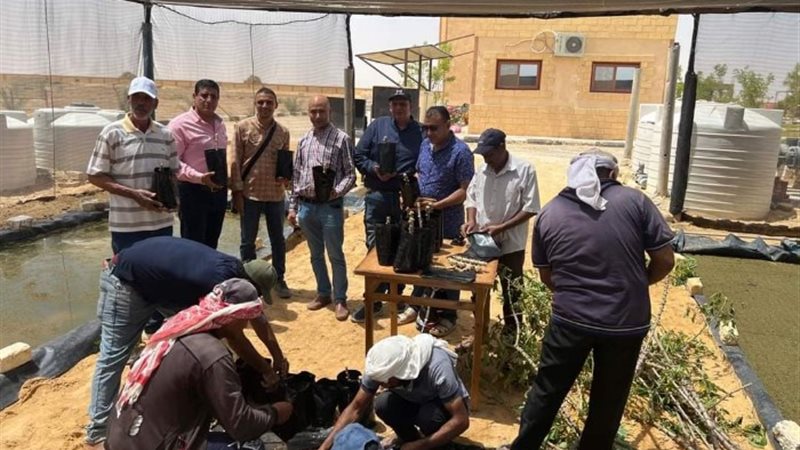 خلال حصاد نبات الكاسافا