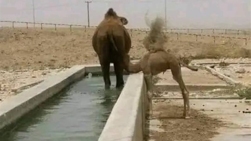 ناقة